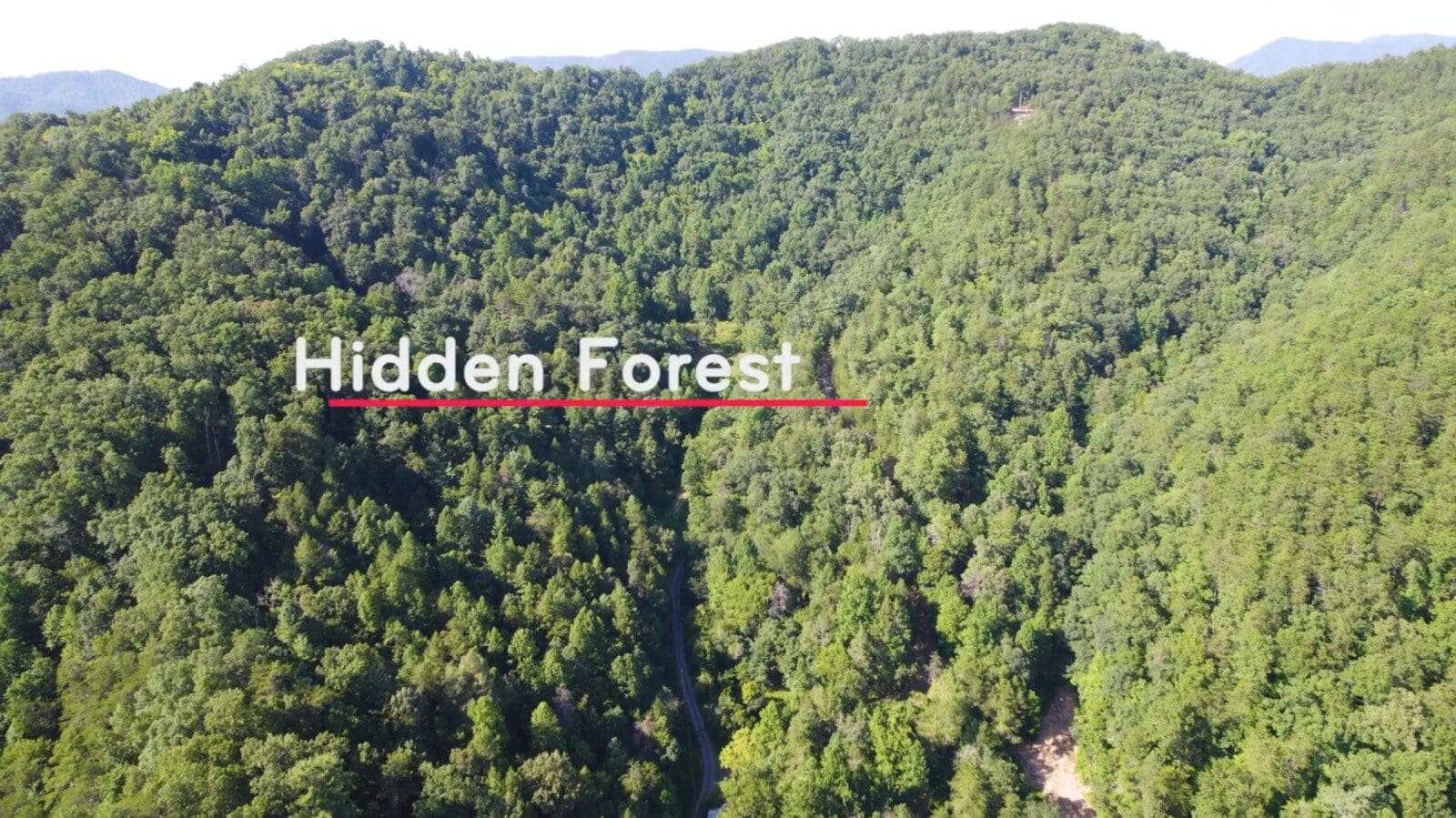 Hidden Forest 
